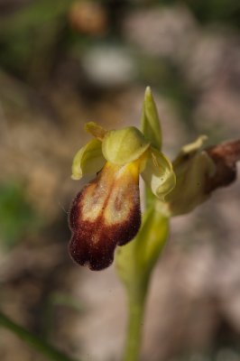 Ophrys des lupercales