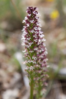 Orchis brul