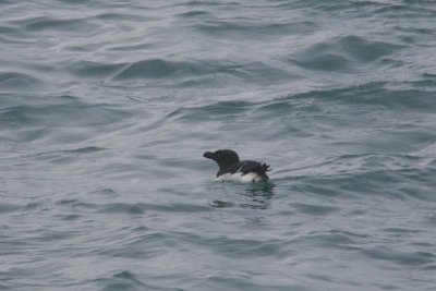 Pingouin torda