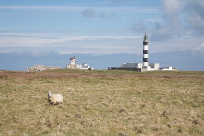 Mouton de Ouessant et le Phare de Crac'h