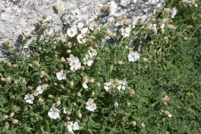 Silene maritime