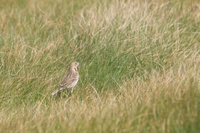 Pipit farlouse