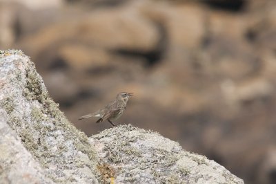 Pipit maritime