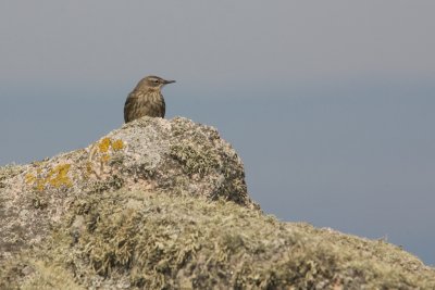 Pipit maritime