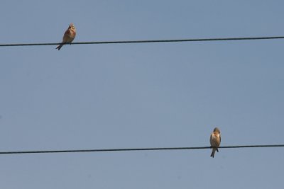 Linottes mlodieuses