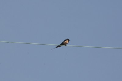 Hirondelle rustique