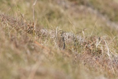 Pipit farlouse
