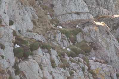 Colonie de Fulmar boral