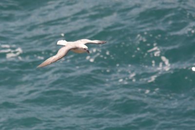 Fulmar boral