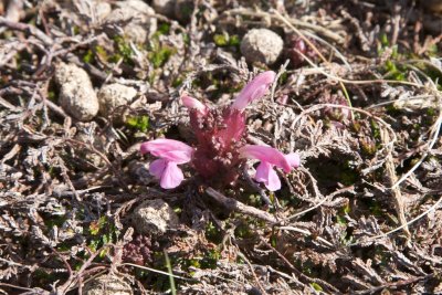 Pedicularis