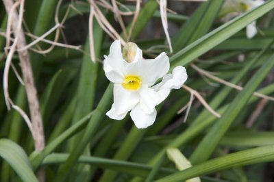 Narcissus