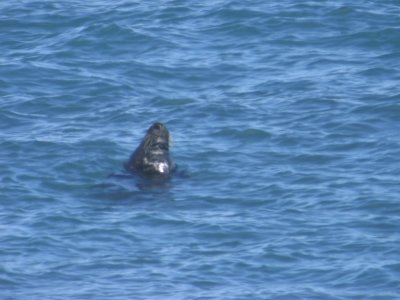Phoque gris
