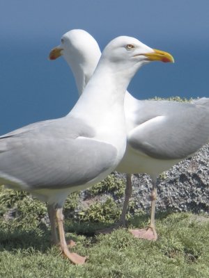 Goelands argents