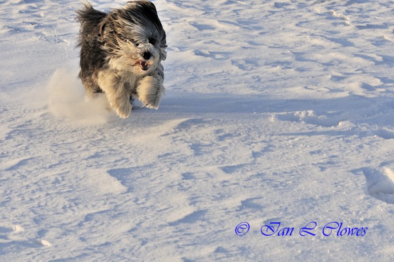 In the snow