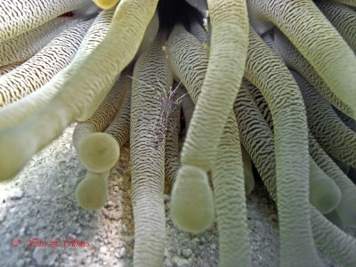 giant anemone and shrimp