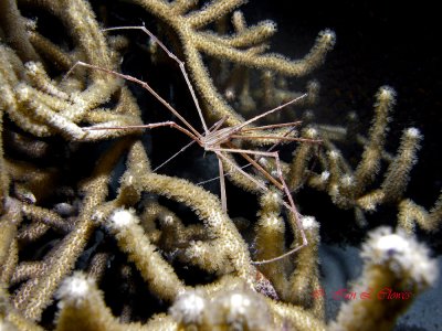 yellowline arrow crab