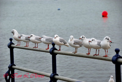 a selection of wildlife and animals
