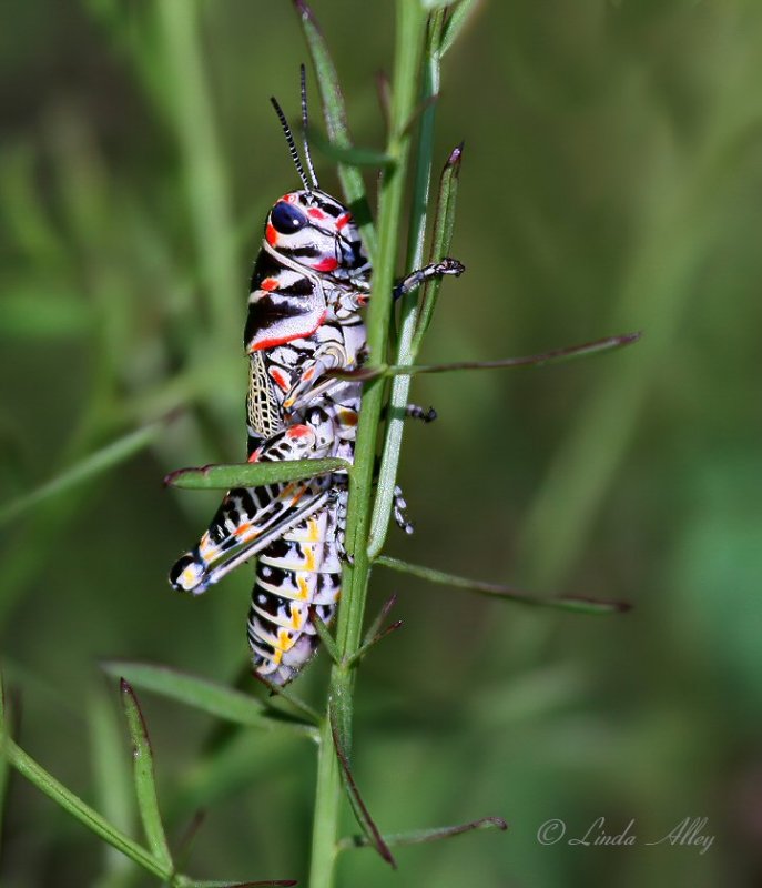 IMG_0896 doctylotum bicolor grasshopper.jpg