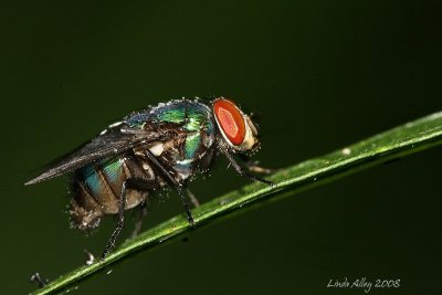 green bottle fly