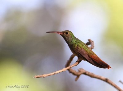 buff bellied hummingbird