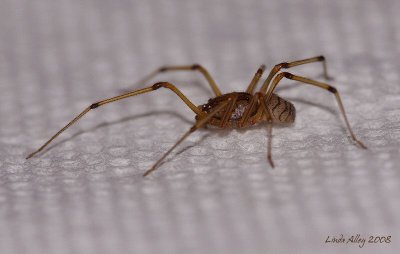 spider id