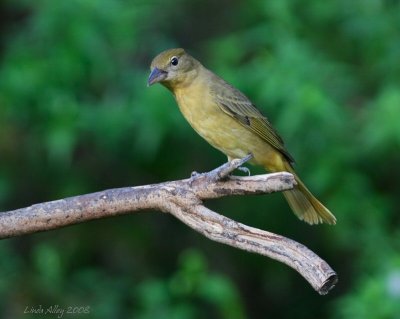 summer or hepatic  tanager female