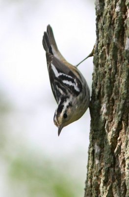 black and white warbler