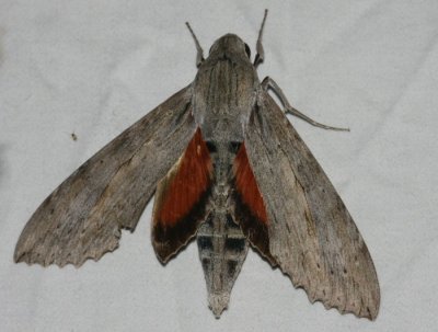 Erinnyis ello - Ello Sphinx Moth female