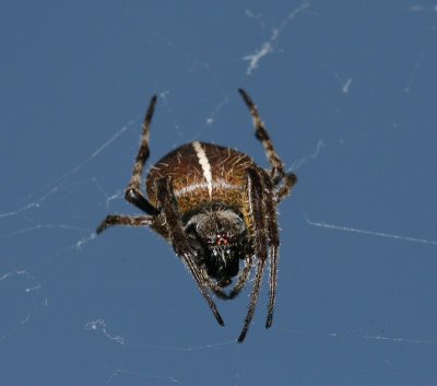 spider id