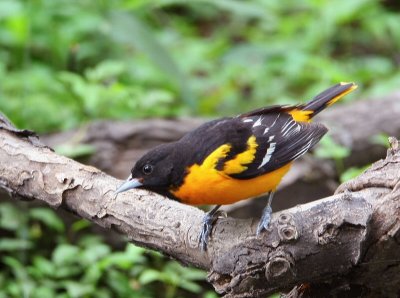 baltimore oriole