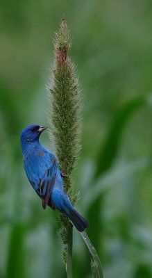 indigo bunting