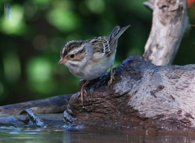clay-colored sparrow