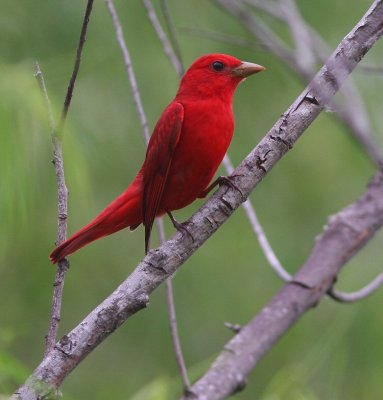 summer tanager male