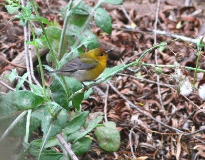 prothonotary warbler male