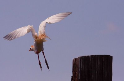 cattle egret