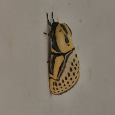 hieroglyphic moth