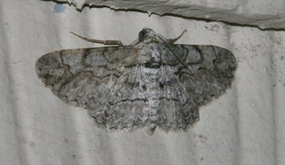 iridopsis defectaria-brown-shaded gray (6586)