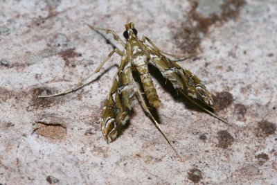 Lineodes sp.