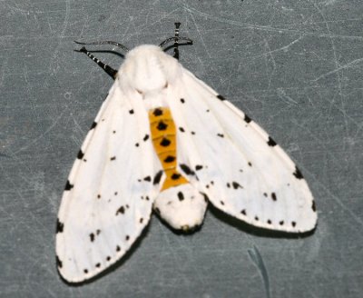 salt marsh moth