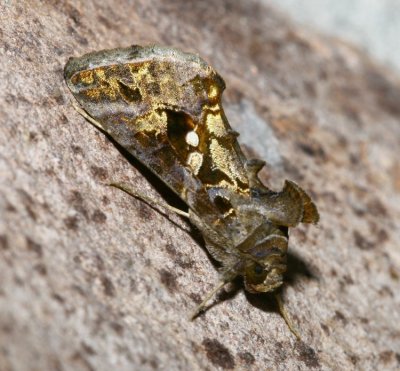 Common Looper Moth (8908)