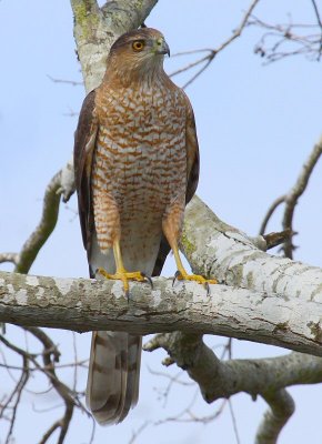 coopers hawk