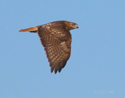 red tailed hawk 