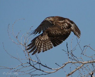 red tailed hawk