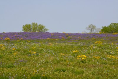 IMG_7137.jpg
