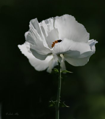 IMG_7392.jpg