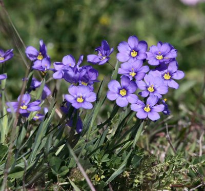 dotted blue-eyed grass 
