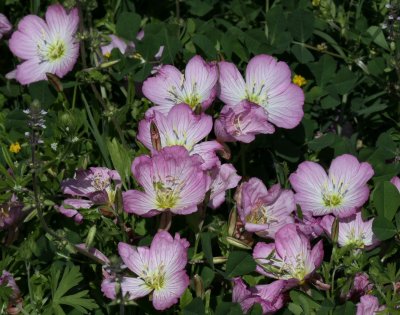 showy primrose 