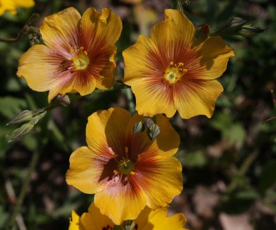 stiff stem flax 