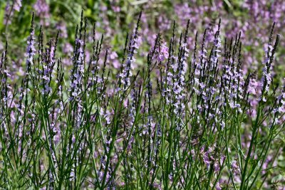 tx vervain