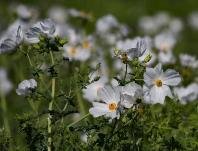 2010 Wildflowers